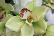 white-orchids-hydrangea-close-up-001